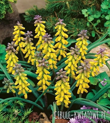 Muscari - Szafirek Macrocarpum 3 szt.