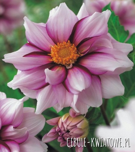 Dalia Mignon Edge of Joy 1 szt.