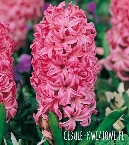 Hiacynt Pink Pearl 10 szt.