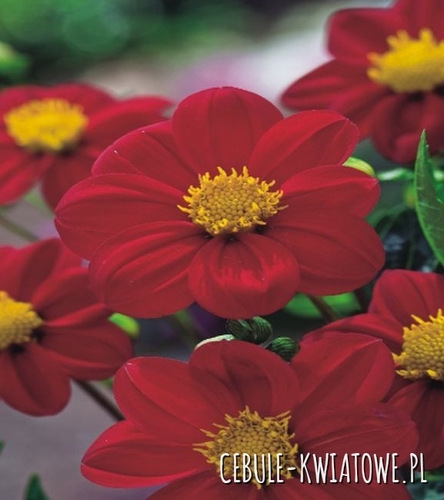Dalia Mignon Firebird 1 szt.