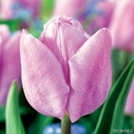 Tulipan Jasnoróżowy 50 szt.