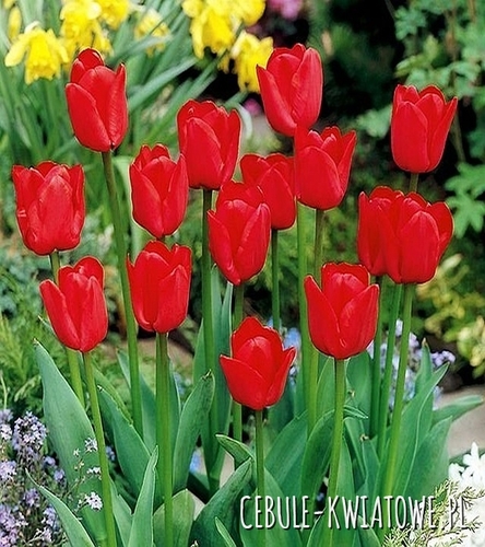 Tulipan Czerwony 50 szt.