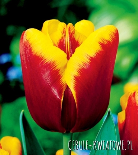 Tulipan Bordowo-Żółty 10 szt.