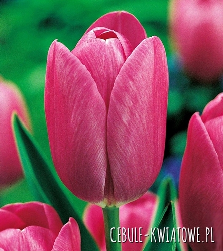 Tulipan Różowy 5 szt.