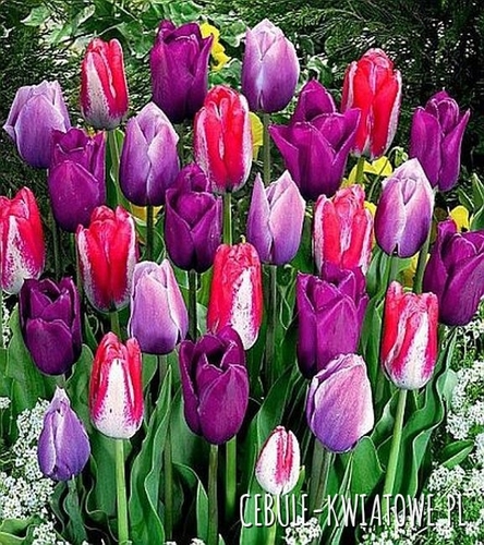 Tulipan Kolory Fioletu Mix 10 szt.