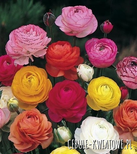 Ranunculus Jaskier Mix 15 szt.