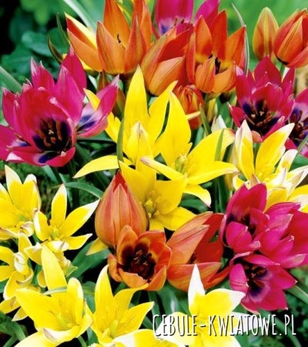 Tulipan Botaniczny Mix 25 szt.