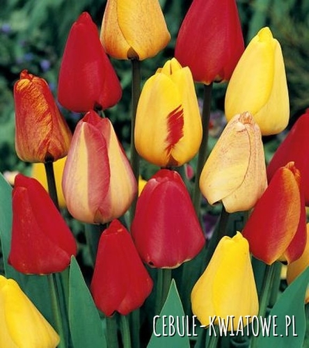 Tulipan Darwina Mix 25 szt.
