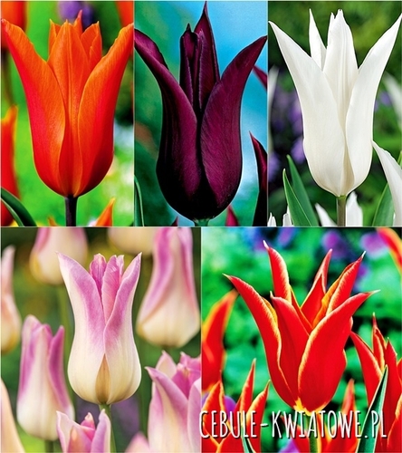Tulipan Liliokształtny Mix 25 szt.