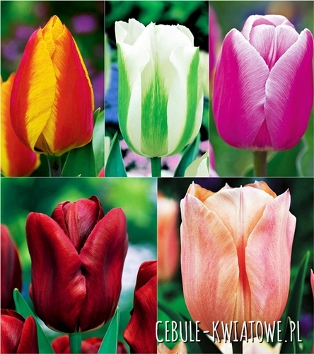 Tulipan Pojedyńczy Wczesny Mix 25 szt.