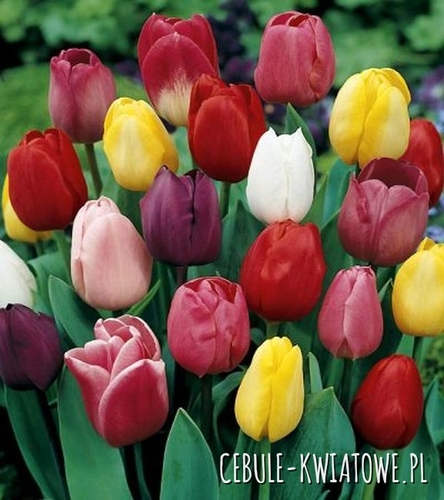Tulipan Triumph Mix 25 szt.