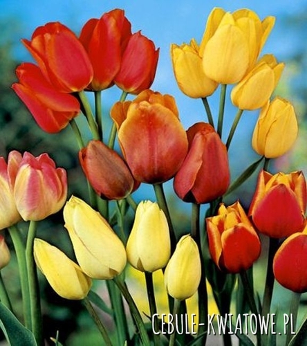 Tulipan Wielokwiatowy Mix 10 szt.
