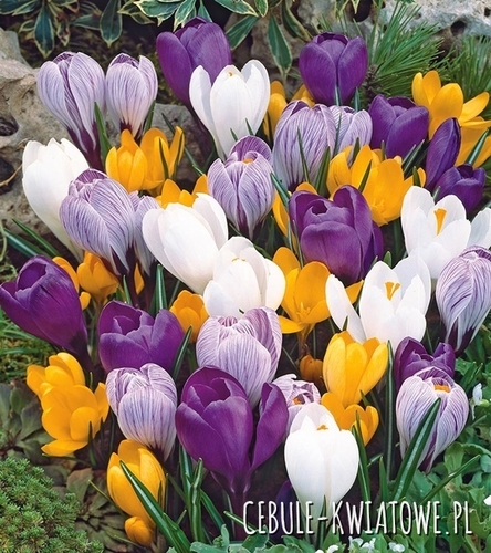 Krokus Wiosenny Mix 25 szt.
