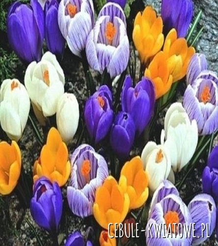 Krokus Wielkokwiatowy Mix 200 szt.