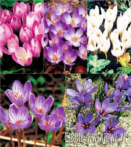 Krokus Jesienny Mix 50 szt.