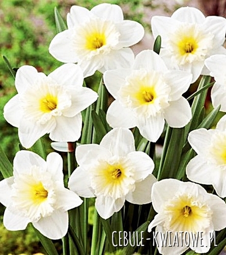 Narcyz na kg Trąbkowy Biały 1 kg
