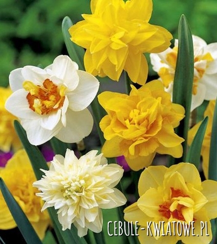 Narcyz na kg Pełny Mix 1 kg