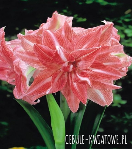 Hippeastrum - Amarylis Lady Jane 1 szt.