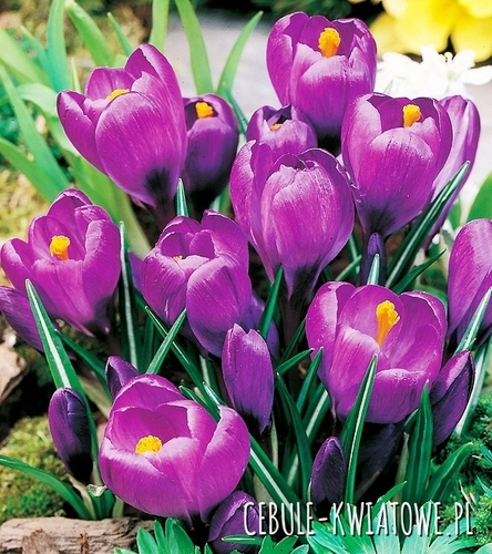 Krokus Fioletowy 100 szt.
