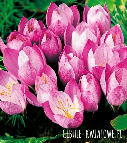 Krokus Jesienny Zonatus 25 szt.