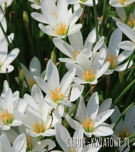 Zephyranthes-Zefirant Biały 10 szt.