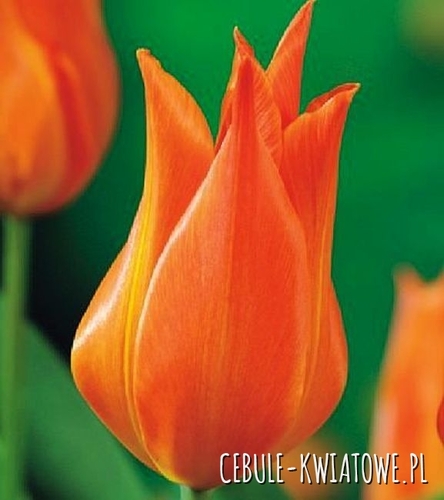 Tulipan Ballerina 25 szt.