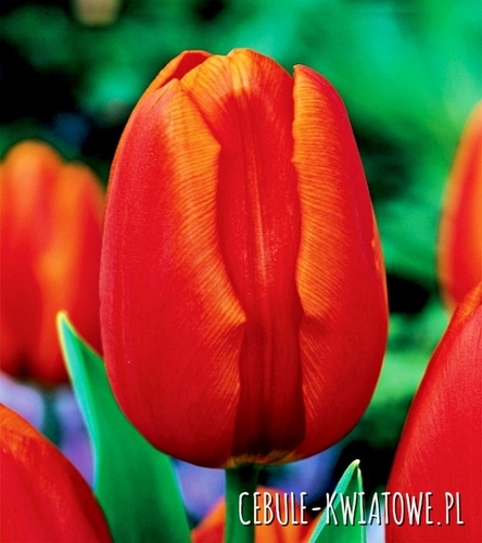 Tulipan Orange Cassini 25 szt.