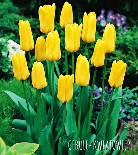 Tulipan Candela 25 szt.