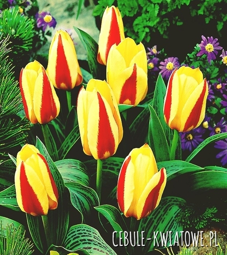 Tulipan Gluck 25 szt.