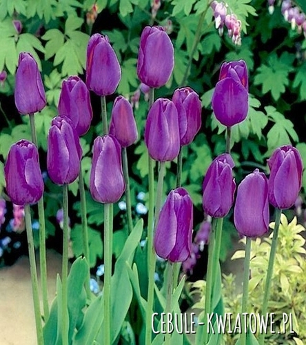 Tulipan Fioletowy 30 szt.