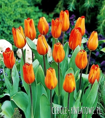 Tulipan Pomarańczowy 30 szt.