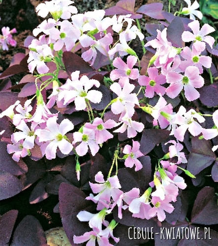 Oxalis Triangularis Szczawik Trójkątny 5 szt.