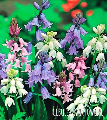 Scilla Cebulica  Mix 50 szt.