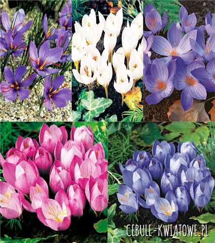 Zestaw Krokus Jesienny