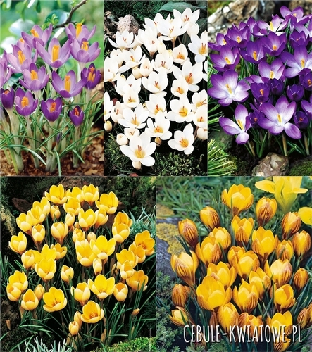 Zestaw Krokus Wiosenny 1