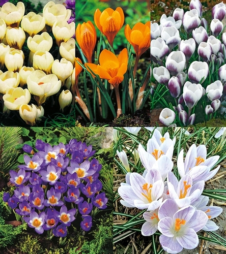 Zestaw Krokus Wiosenny 2