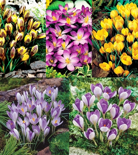 Zestaw Krokus Wiosenny 3