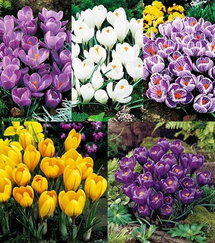 Zestaw Krokus Wiosenny Wielkokwiatowy "7" XXL 9+