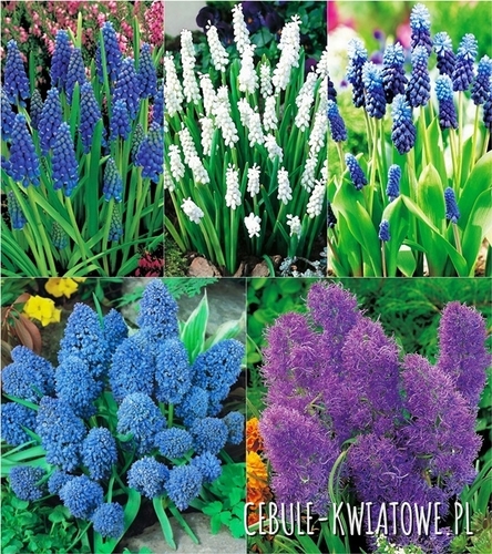 Zestaw Muscari - Szafirek 1