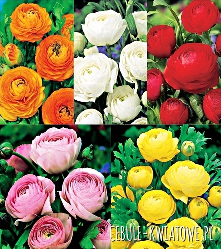 Zestaw Ranunculus - Jaskier