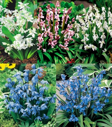Zestaw Scilla - Cebulica