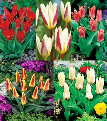 Zestaw Tulipan Niski
