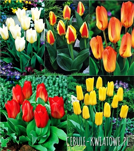 Zestaw Tulipan Niski Fostera