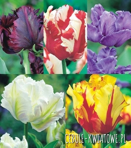 Zestaw Tulipan Papuzi 2