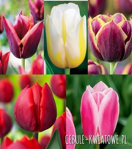 Zestaw Tulipan Triumph 12