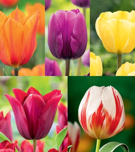 Zestaw Tulipan Triumph 8