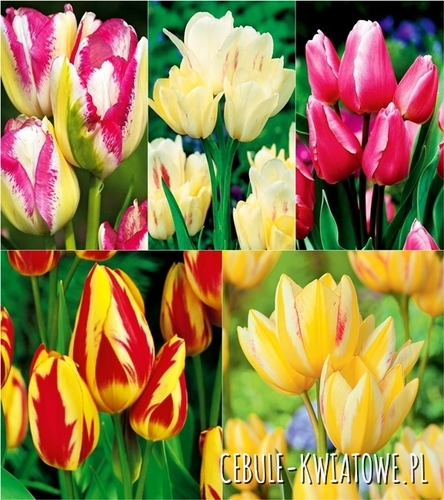 Zestaw Tulipan Wielokwiatowy 2