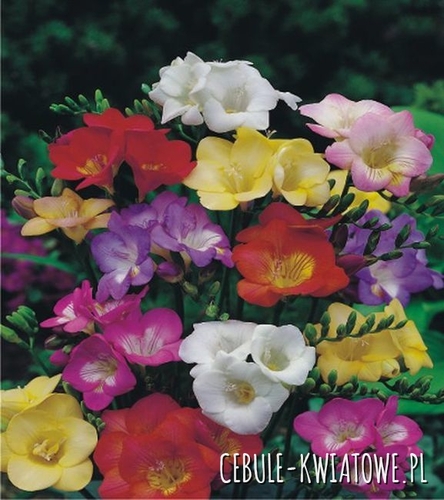 Frezja Pojedyncza Mix 50 szt. 6/+