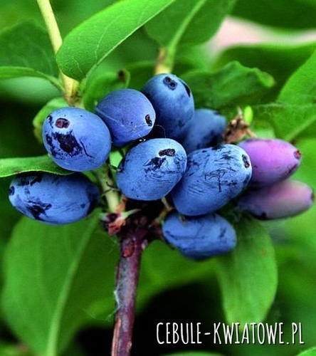 Jagoda Kamczacka Czelabinka 1 szt.