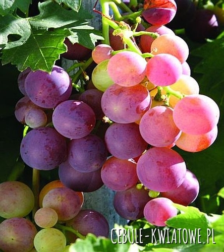 Winorośl Einset Seedless 1 szt.